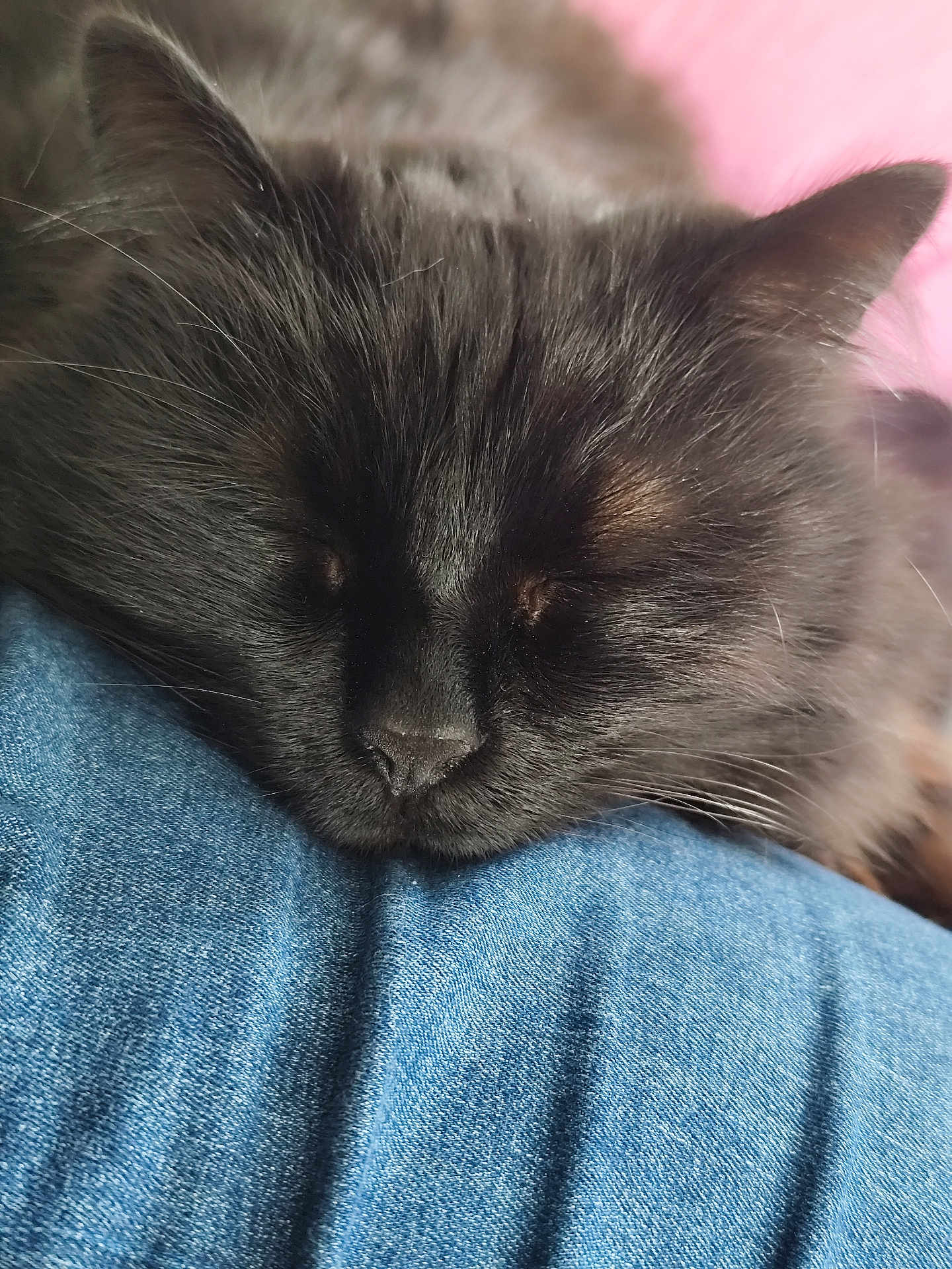 Shadow participe au concours pour gagner de l'argent avec cette photo : cat, black_cat, sleeping, close_up, fur, whiskers, nose, denim, fabric, resting, cozy, pet, animal, indoor, soft, cute, peaceful, feline, pink_background, texture