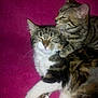 Socks participe au concours pour gagner de l'argent avec cette photo :