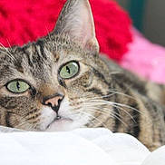 Sally a rejoint le concours — aidez-le/la à gagner de superbes lots ! cat, tabby, close_up, green_eyes, whiskers, fur, pet, relaxed, lying_down, indoor, blanket, cozy, soft, animal, cute, mammal, face, portrait, sleepy, feline