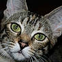 Sally participe au concours pour gagner de l'argent avec cette photo :
