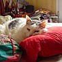Sally participe au concours pour gagner de l'argent avec cette photo :