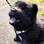 puppy, dog, black_fur, leash, harness, outdoor, grass, path, happy, tongue_out, cute, pet, animal, fur, nose, small, young, sitting, close_up, daylight