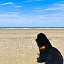 dog, black_dog, beach, sand, ocean, sea, waves, sky, clouds, harness, outdoor, pet, animal, sitting, nature, daylight, calm, scenery, coast, water