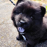 Asko participe au concours pour gagner de l'argent avec cette photo : puppy, dog, black_fur, cute, leash, outdoor, pet, smiling, happy, fur, animal, canine, young, portrait, looking_up, sitting, nature, daylight, closeup, ground