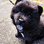 puppy, dog, black_fur, cute, leash, outdoor, pet, smiling, happy, fur, animal, canine, young, portrait, looking_up, sitting, nature, daylight, closeup, ground