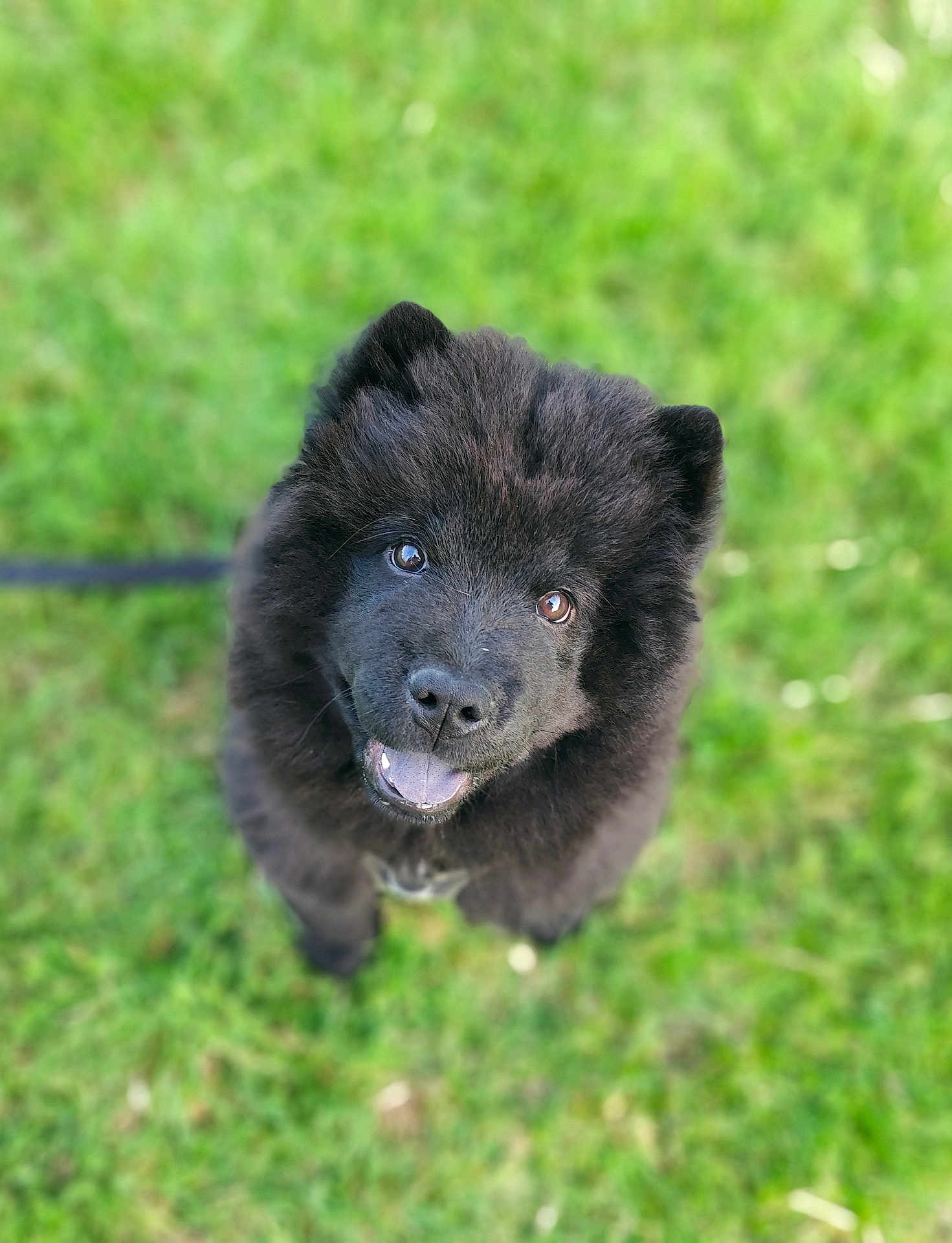 Asko