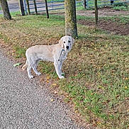 Aaron participe au concours pour gagner de l'argent avec cette photo : animal, canine, curious, daytime, dog, fence, golden_retriever, grass, gravel_path, greenery, leash, nature, outdoor, park, pet, puppy, rural, tree, walking, young_dog