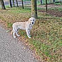 animal, canine, curious, daytime, dog, fence, golden_retriever, grass, gravel_path, greenery, leash, nature, outdoor, park, pet, puppy, rural, tree, walking, young_dog
