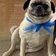 Mylo joined the competition — help win amazing prizes! dog, pug, blue_bow, smiling, sitting, chair, pet, cute, animal, tongue_out, indoor, fur, paw, face, canine, expression, happy, closeup, adorable, companion