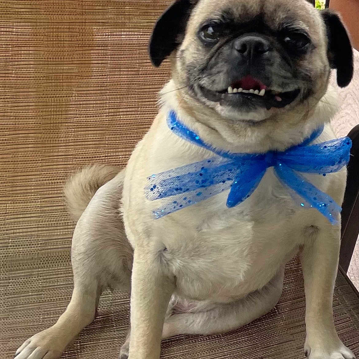 Mylo joined the competition — help win amazing prizes! adorable, animal, blue_bow, canine, chair, closeup, companion, cute, dog, expression, face, fur, happy, indoor, paw, pet, pug, sitting, smiling, tongue_out