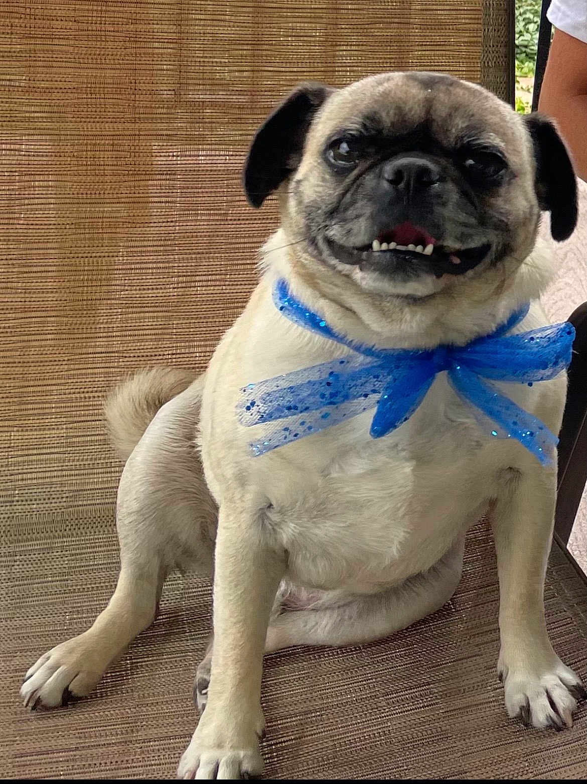 Mylo joined the competition — help win amazing prizes! dog, pug, blue_bow, smiling, sitting, chair, pet, cute, animal, tongue_out, indoor, fur, paw, face, canine, expression, happy, closeup, adorable, companion