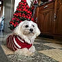 dog, white_dog, sweater, red_and_white, christmas_tree, holiday_decor, bows, lights, wooden_cabinet, marble_floor, indoor, pet, festive, cozy, decorations, floor, fur, small_dog, relaxed, home