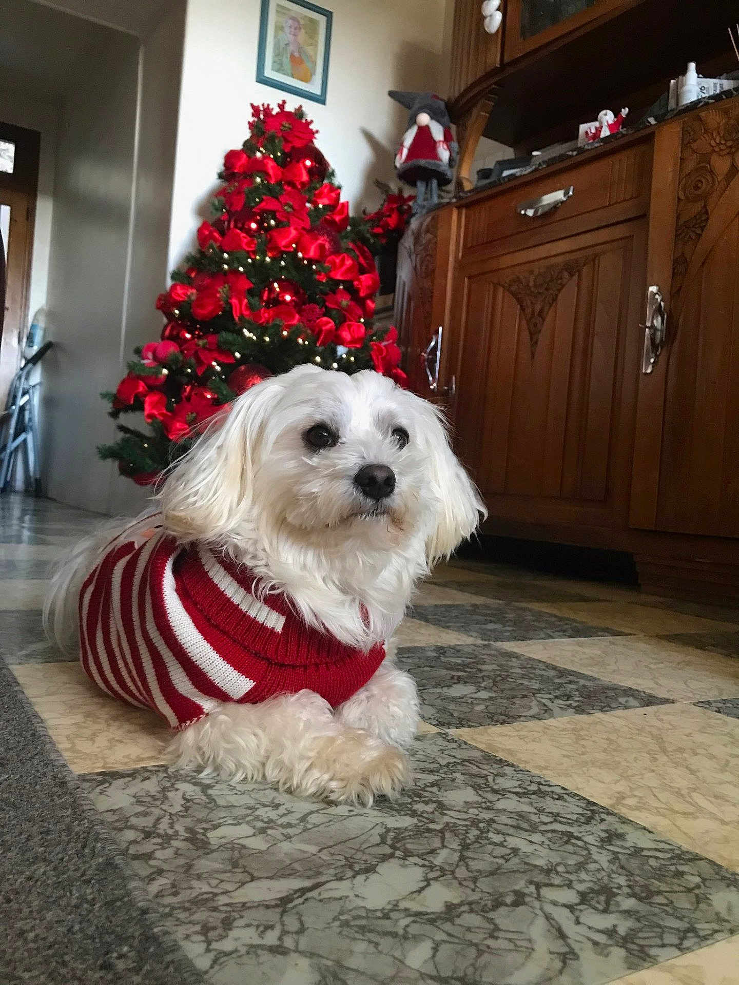 Puszek participe au concours pour gagner de l'argent avec cette photo : dog, white_dog, sweater, red_and_white, christmas_tree, holiday_decor, bows, lights, wooden_cabinet, marble_floor, indoor, pet, festive, cozy, decorations, floor, fur, small_dog, relaxed, home