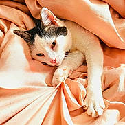 Tink joined the competition — help win amazing prizes! cat, sleepy, cozy, bed, blanket, indoor, pet, white, black, paw, fur, resting, cute, soft, pink, relaxed, animal, comfort, domestic, feline