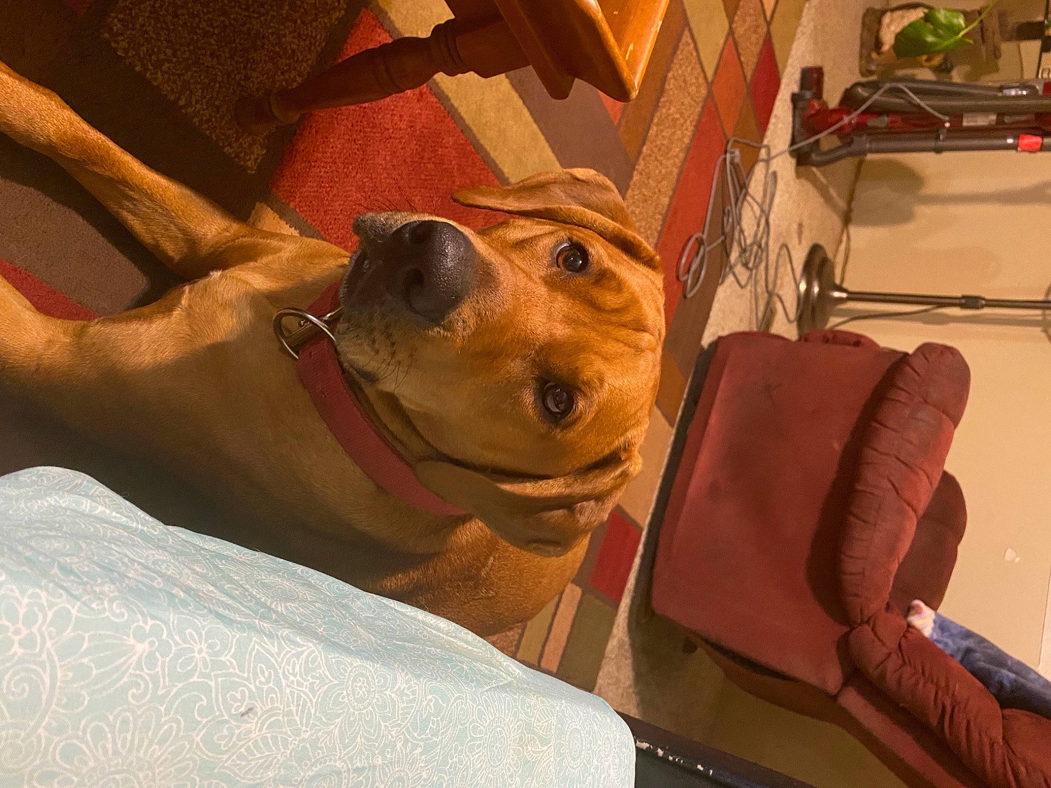 Marley is registered to the contest to win money with this photo: canidae, carnivore, collar, comfort, companion_dog, dog, dog_breed, dog_collar, dog_supply, eyewear, fawn, fur, human_leg, non_sporting_group, selfie, snout, sporting_group, whiskers, wood, working_animal