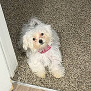 Chloe joined the competition — help win amazing prizes! animal, carpet, companion, curious, cute, dog, domestic_animal, doorway, floor, fluffy_dog, fur, head_tilt, indoor, looking_up, pet, pink_collar, puppy, relaxed, small_dog, white_dog