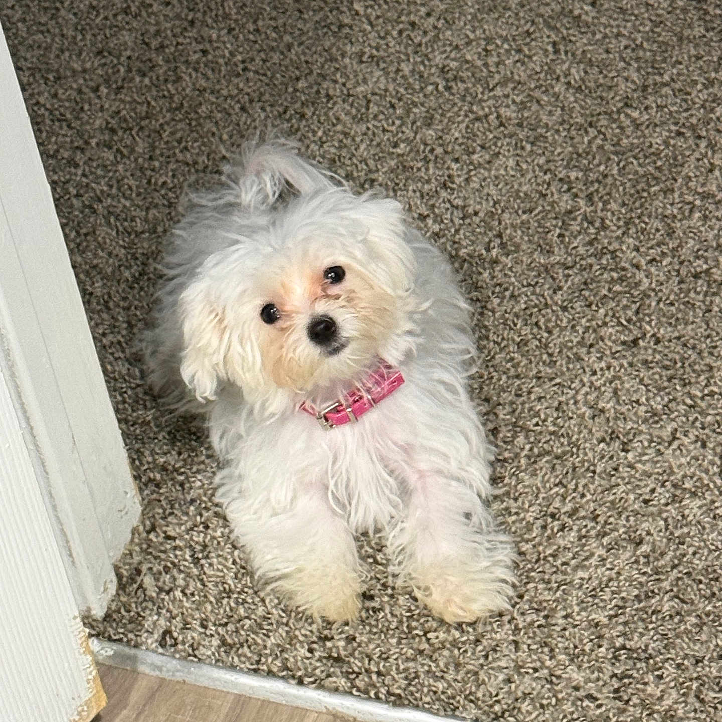 Chloe