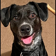 Jaxson joined the competition — help win amazing prizes! animal, black_dog, brown_eyes, canine, carpet, closeup, collar, dog, domestic_animal, ears, face, friendly, happy, indoor, looking_up, pet, playful, stick, tongue_out, white_markings