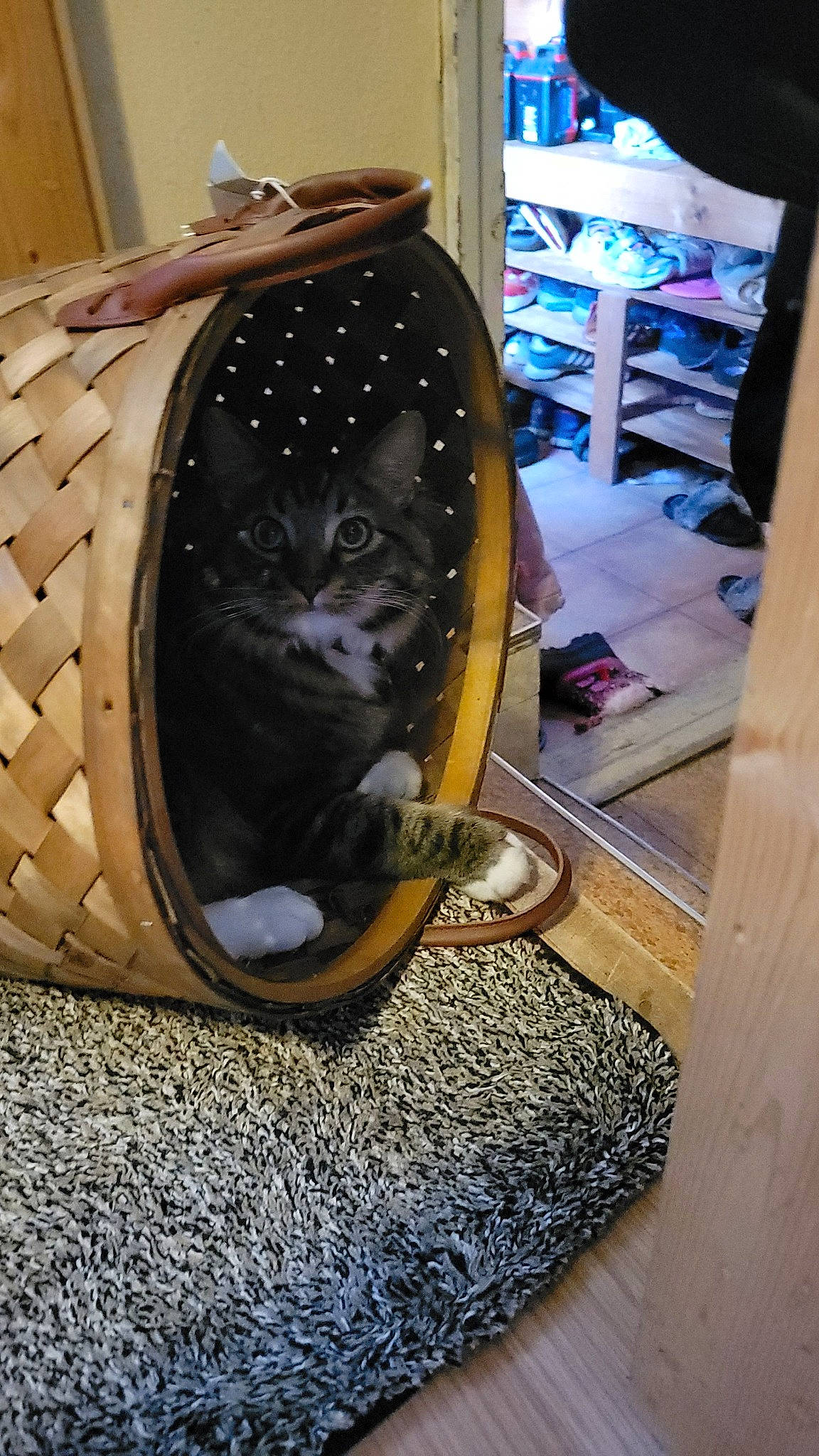 Bobo is registered to the contest to win money with this photo: automotive_tire, backpack, bag, blue, cat, chair, comfort, electric_blue, eyewear, fashion_accessory, felidae, flooring, luggage_and_bags, pattern, purple, rim, shoe, small_to_medium_sized_cats, sneakers, sunglasses