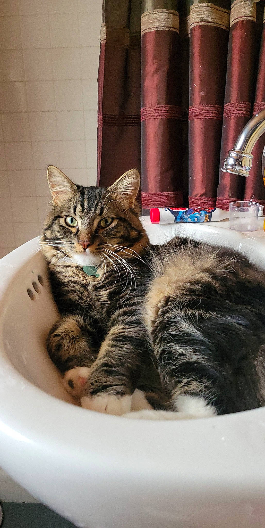 Bobo is registered to the contest to win money with this photo: animal_feed, carnivore, cat, cat_supply, comfort, curtain, domestic_short_haired_cat, felidae, fur, mammal, paw, pet_supply, plumbing_fixture, sink, small_to_medium_sized_cats, snout, whiskers
