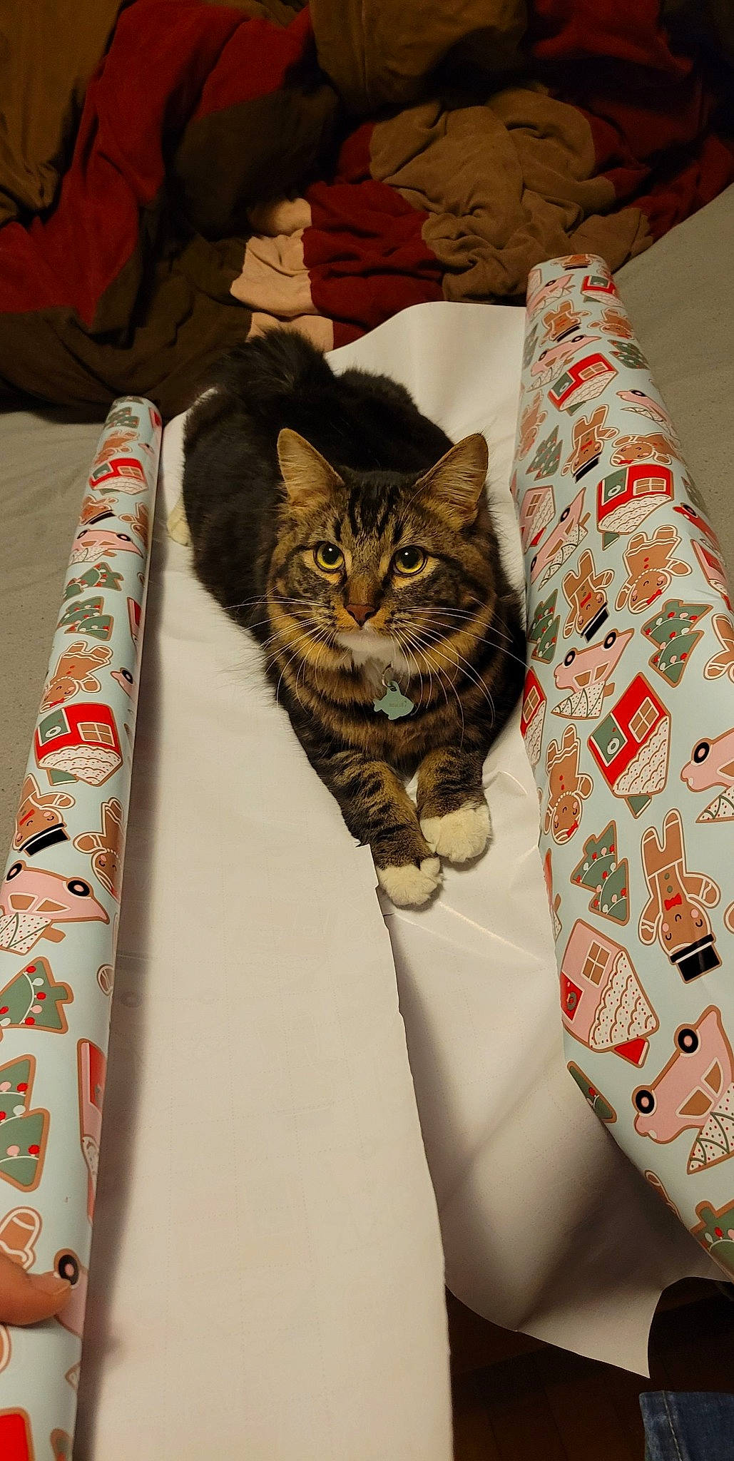 Bobo joined the competition — help win amazing prizes! bag, bedding, carnivore, cat, chair, comfort, domestic_short_haired_cat, fawn, felidae, fur, house, linens, pattern, room, small_to_medium_sized_cats, tail, textile, whiskers, wood