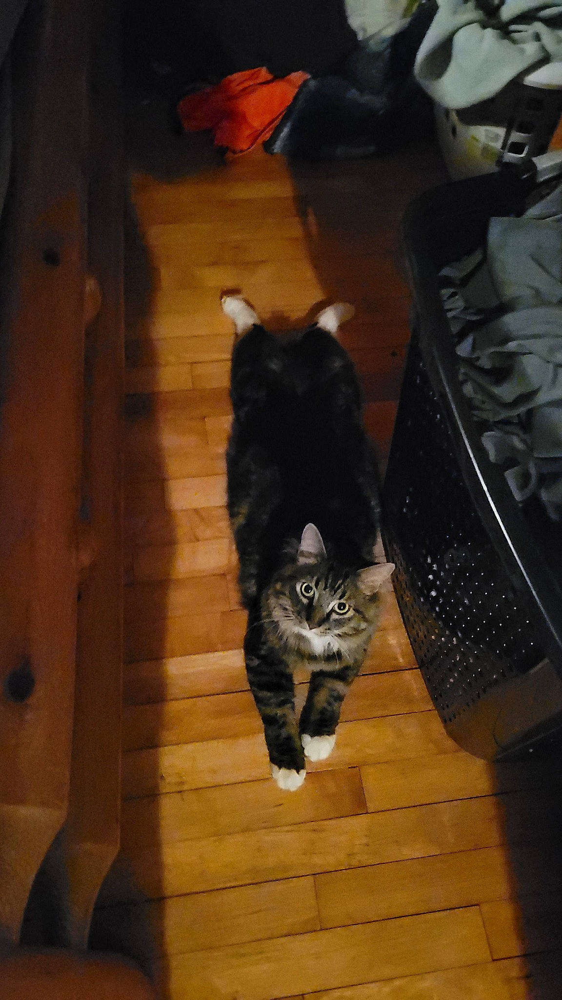 Bobo is registered to the contest to win money with this photo: bag, brown, carnivore, cat, comfort, domestic_short_haired_cat, door, felidae, floor, flooring, fur, hardwood, laminate_flooring, room, small_to_medium_sized_cats, tail, whiskers, wood, wood_flooring, wood_stain