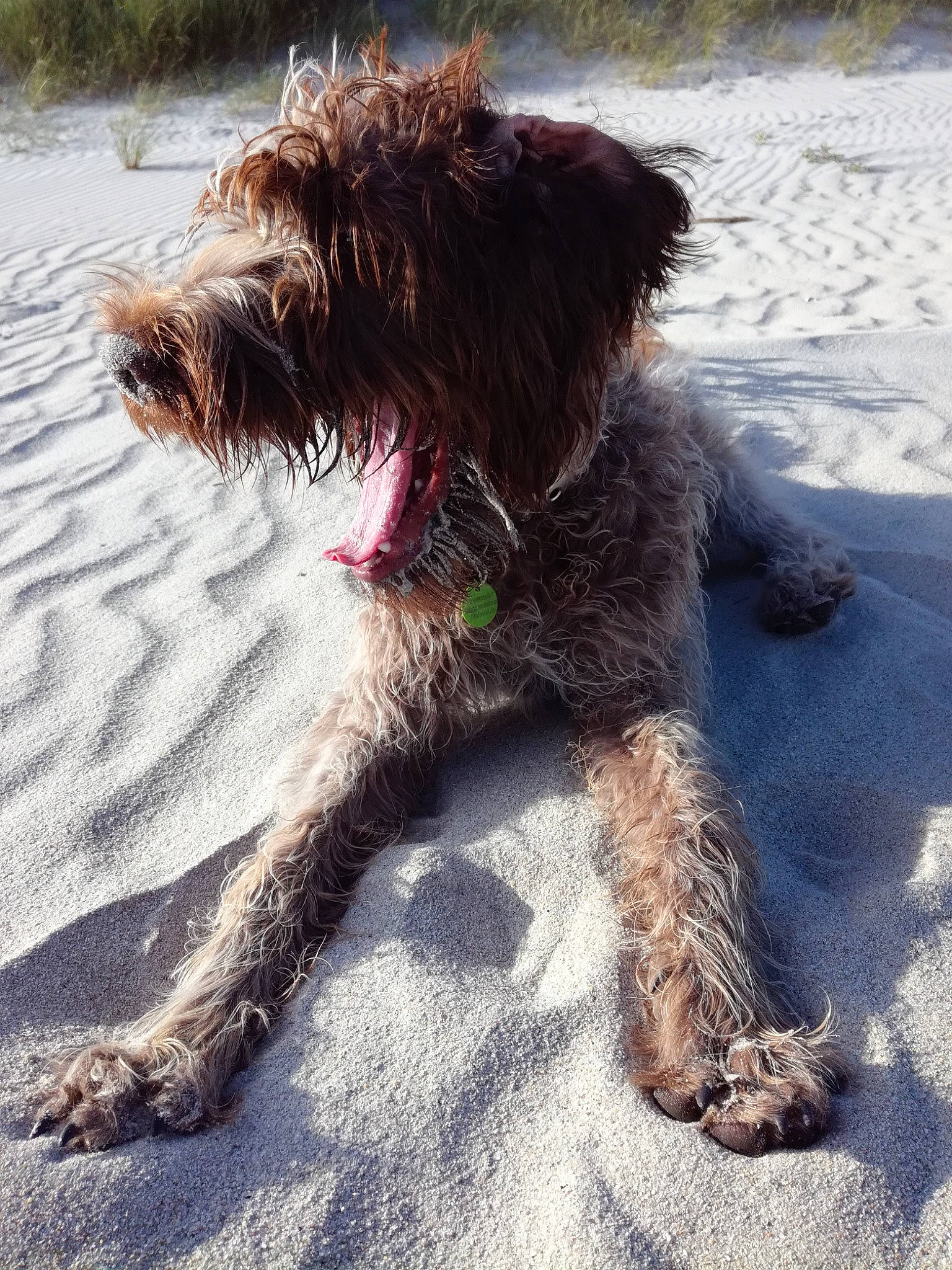 Ouma a rejoint le concours — aidez-le/la à gagner de superbes lots ! canidae, carnivore, companion_dog, dog, dog_breed, dog_collar, foot, fur, liver, non_sporting_group, ocean, paw, small_terrier, snout, sporting_group, tail, terrier, toy_dog, water_dog, working_animal