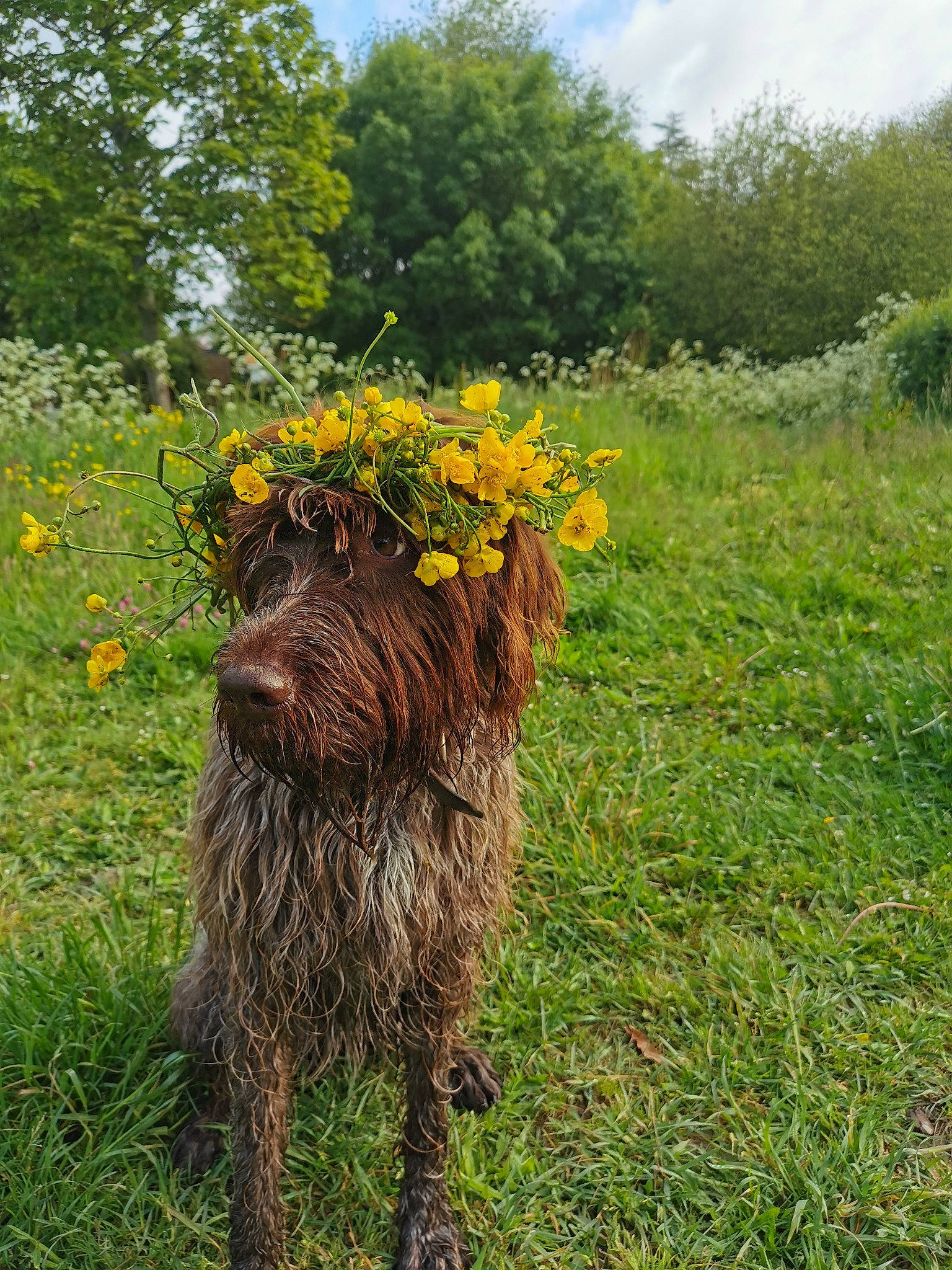 Ouma participe au concours pour gagner de l'argent avec cette photo : canidae, carnivore, cloud, dog, dog_breed, flower, grass, grassland, groundcover, landscape, natural_landscape, pasture, plant, puli, shrub, sky, sporting_group, tree, trunk, water_dog