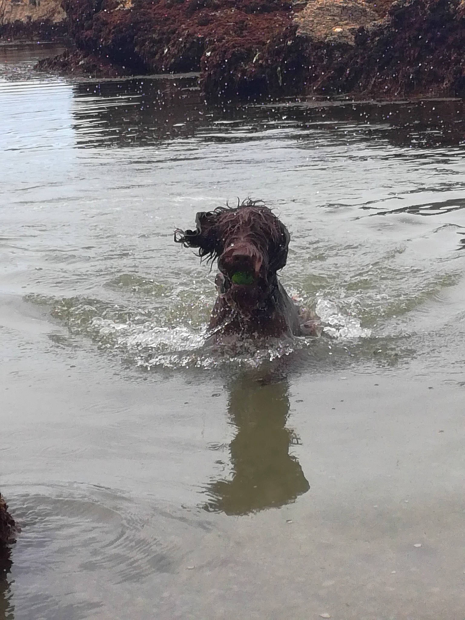 Ouma participe au concours pour gagner de l'argent avec cette photo : body_of_water, canidae, carnivore, companion_dog, dog, dog_breed, gun_dog, lake, liver, plant, pointing_breed, reflection, retriever, spaniel, sporting_group, standard_poodle, vertebrate, water, water_dog, working_animal