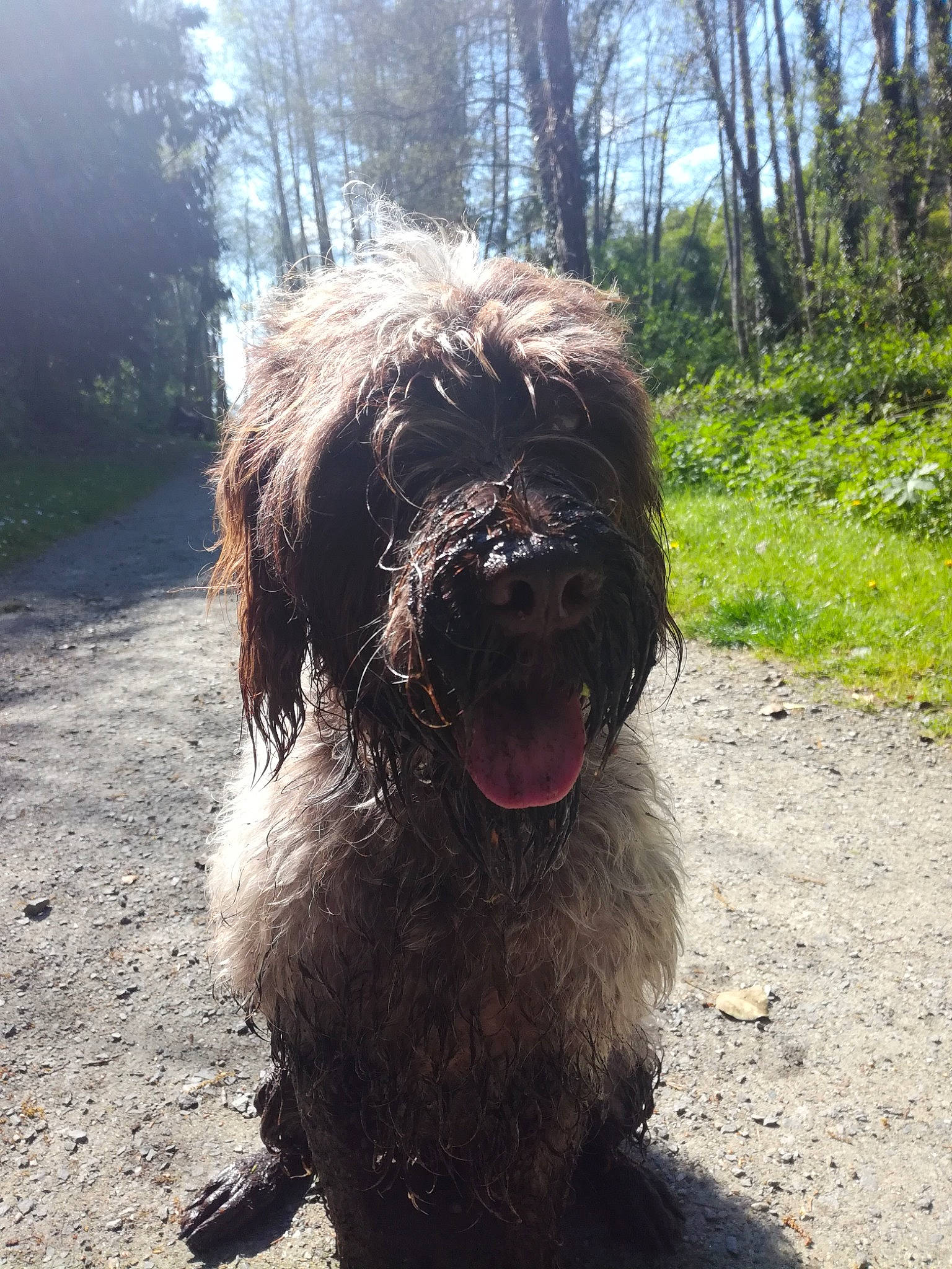 Ouma participe au concours pour gagner de l'argent avec cette photo : canidae, carnivore, companion_dog, dog, dog_breed, grass, liver, non_sporting_group, plant, sky, small_terrier, snout, sporting_group, terrestrial_animal, terrier, tree, water_dog, working_animal, working_dog