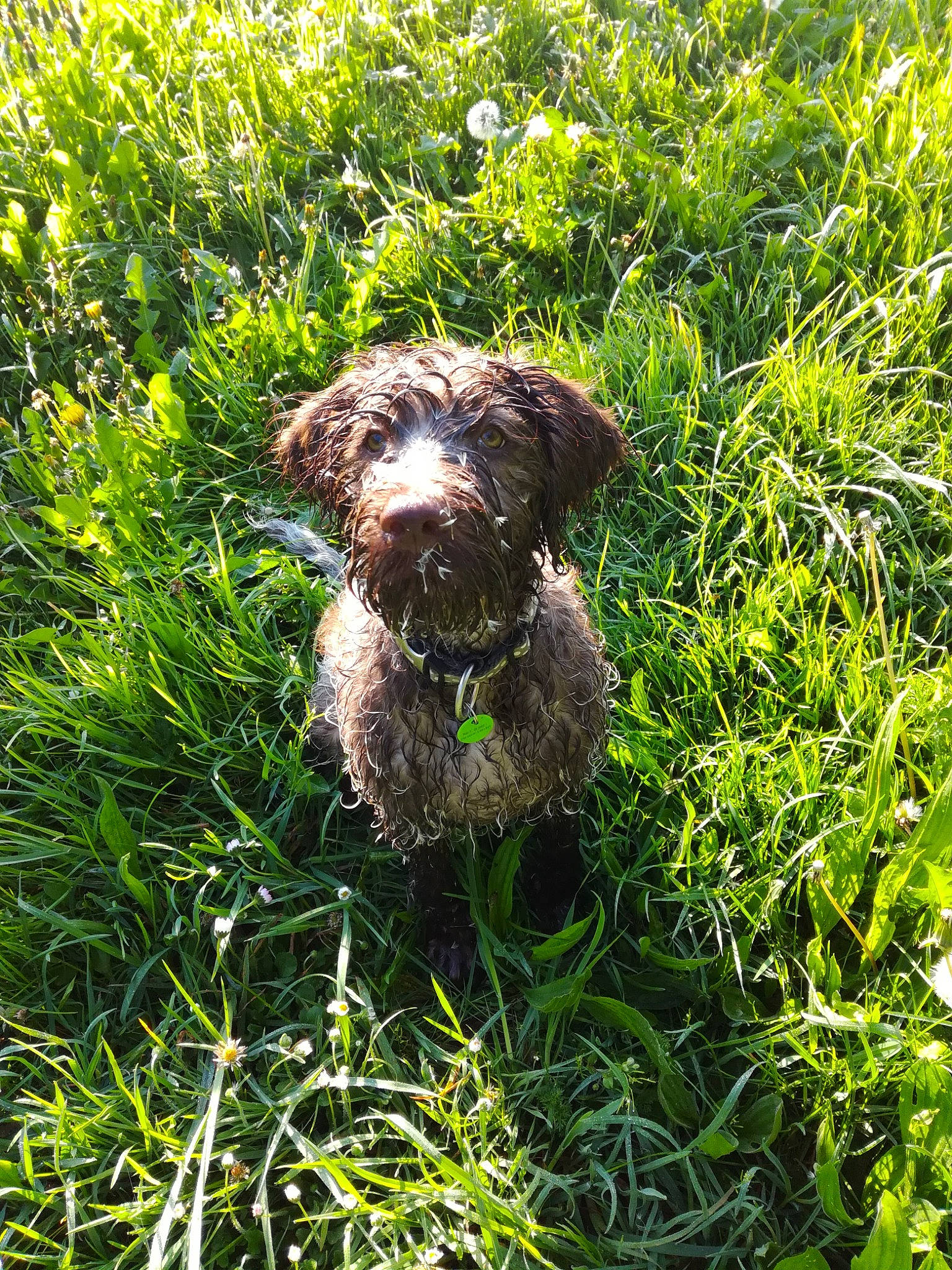 Ouma a rejoint le concours — aidez-le/la à gagner de superbes lots ! carnivore, companion_dog, dog, dog_breed, grass, grass_family, grassland, groundcover, gun_dog, hierochloe, liver, plant, plant_community, shrub, soil, terrestrial_animal, terrestrial_plant, terrier, water_dog, working_animal