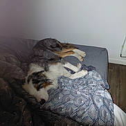 Sparrow participe au concours pour gagner de l'argent avec cette photo : dog, sleeping, bed, blanket, pattern, indoor, rest, canine, fur, white_wall, wood_floor, cozy, peaceful, relaxation, domestic, animal, pet, paws, napping, comfort