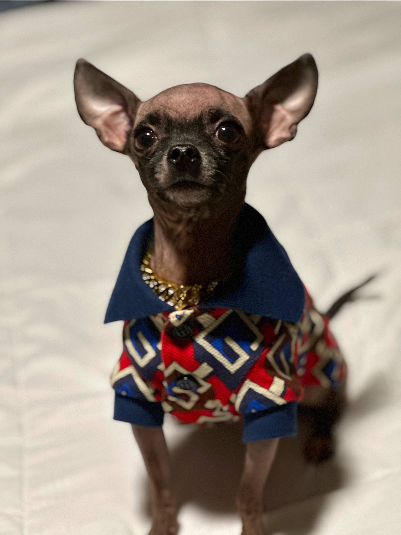 Kilo joined the competition — help win amazing prizes! art, canidae, carnivore, chihuahua, companion_dog, dog, dog_breed, dog_clothes, dog_supply, ear, fashion_accessory, fawn, fur, grey, pattern, sleeve, snout, toy_dog, whiskers, working_animal