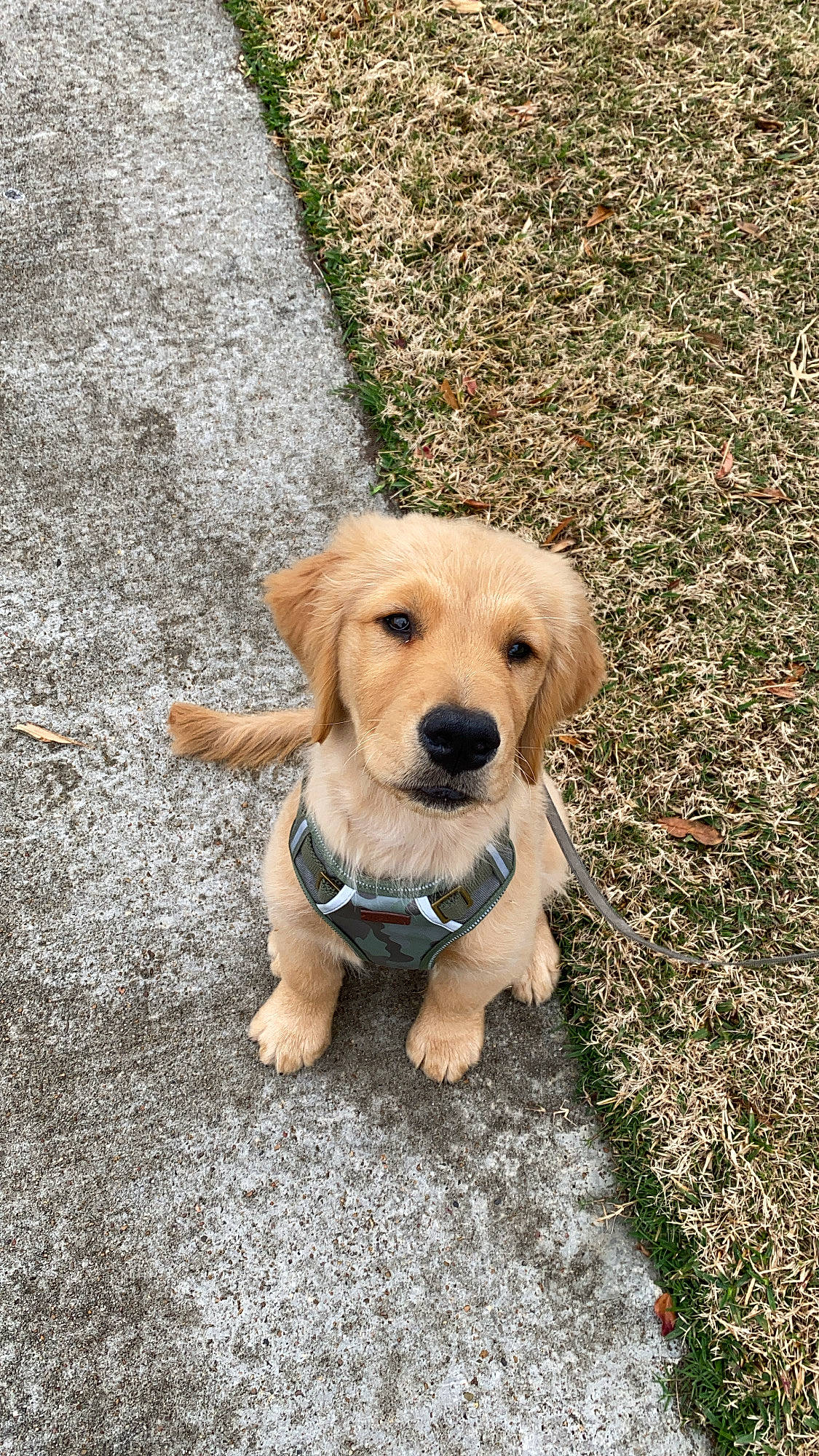 Tucker is registered to the contest to win money with this photo: canidae, carnivore, collar, companion_dog, dog, dog_breed, dog_collar, dog_supply, fawn, hunting_dog, pet_supply, retriever, shadow, snout, sporting_group, working_animal