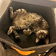 Stanley is registered to the contest to win money with this photo: animal, basket, carpet, cat, cozy, curious, ears, feline, fur, home, indoor, leather_handle, looking, paws, pet, relaxed, resting, tabby, upside_down, whiskers