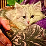 kitten, cat, fluffy, tattoo, arm, hand, purple_clothing, close_up, indoor, pet, animal, feline, soft, cute, resting, person, holding, cozy, comfort, detail