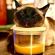 Figaro joined the competition — help win amazing prizes! cat, siamese_cat, animal, pet, candle, glass_jar, lid, table, wooden_surface, indoor, blurred_background, cozy, relaxed, feline, close_up, portrait, warm_lighting, resting, domestic, cute