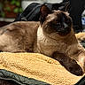 Figaro joined the competition — help win amazing prizes! cat, siamese_cat, pet, animal, feline, fur, whiskers, ears, eyes, paws, blanket, yellow, texture, indoor, water_bottle, relaxing, resting, closeup, soft_light, cozy