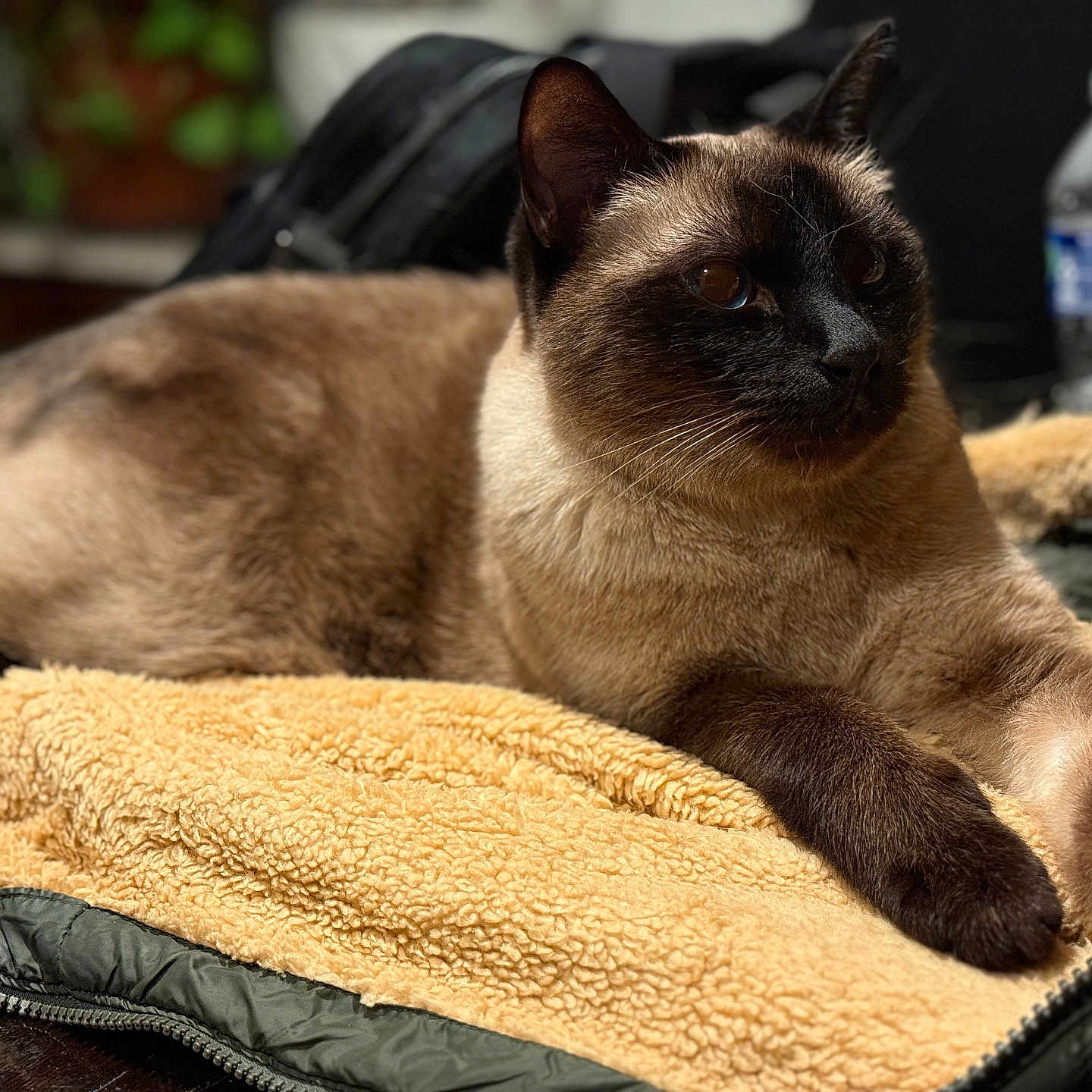 Figaro