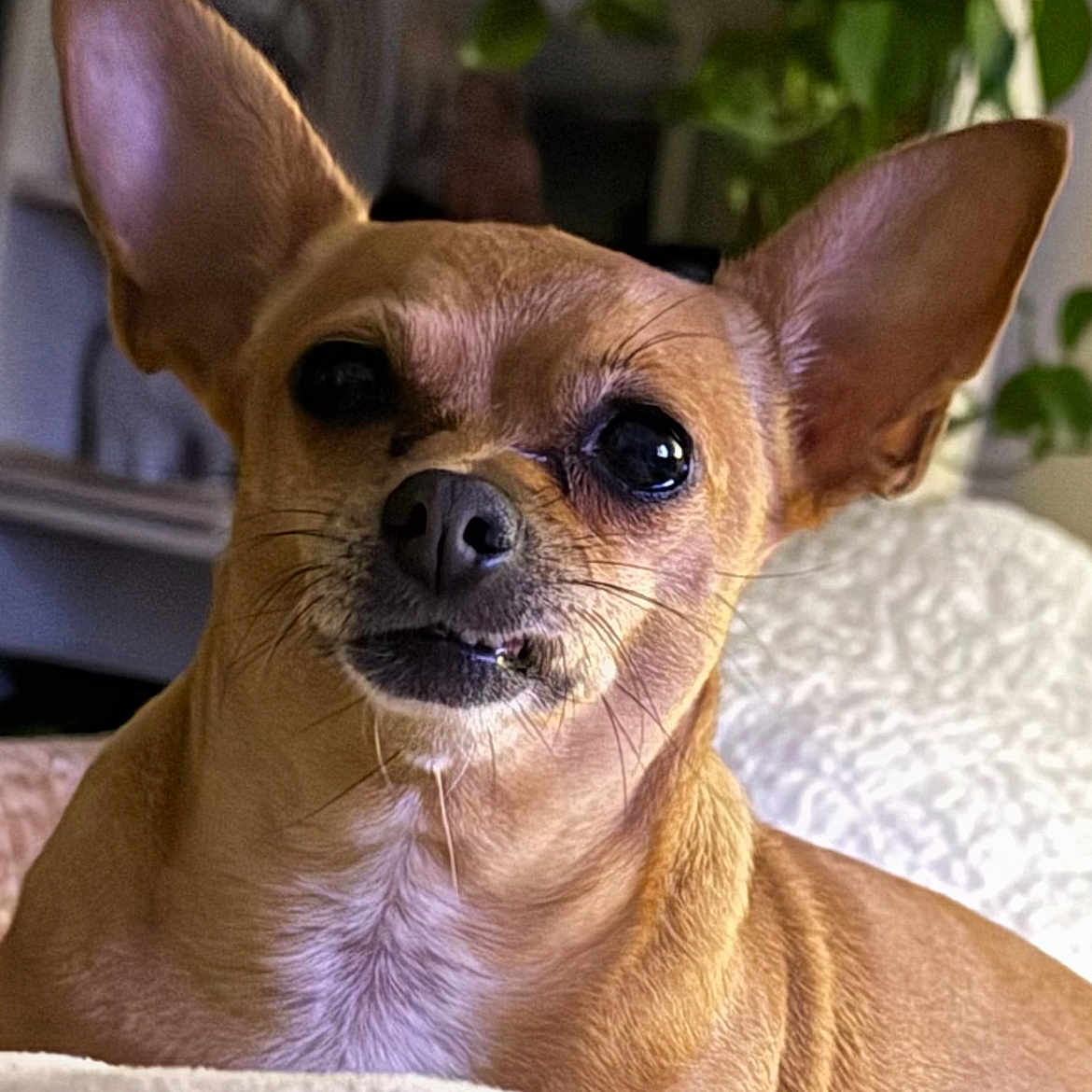 Maggie is registered to the contest to win money with this photo: animal, blanket, canine, close_up, companion, cozy, cute, dog, domestic_animal, ears, fur, houseplant, indoor, pet, portrait, relaxed, small_dog, snout, tan, whiskers