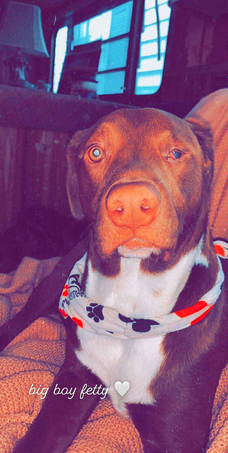 Fetty Wap joined the competition — help win amazing prizes! canidae, carnivore, collar, companion_dog, dog, dog_breed, dog_collar, dog_supply, fawn, liver, mammal, non_sporting_group, pet_supply, snout, sporting_group, vertebrate, whiskers, working_animal, working_dog