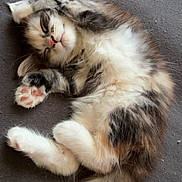 Açay participe au concours pour gagner de l'argent avec cette photo : kitten, sleeping, fluffy, cute, paws, fur, pet, animal, adorable, resting, cozy, tabby, whiskers, tail, pink_paw_pads, relaxed, indoor, soft, small, sleep