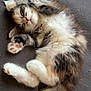 kitten, sleeping, fluffy, cute, paws, fur, pet, animal, adorable, resting, cozy, tabby, whiskers, tail, pink_paw_pads, relaxed, indoor, soft, small, sleep