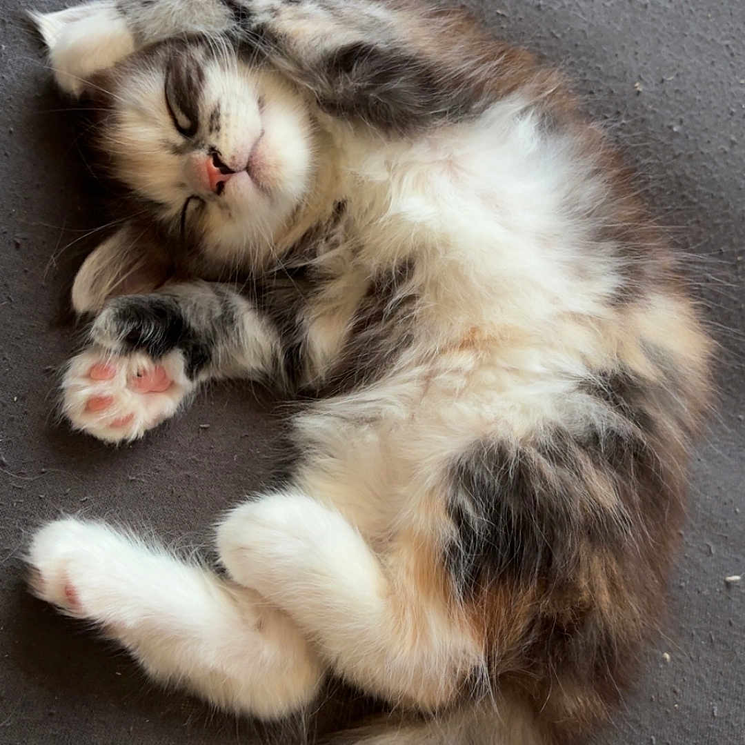 Açay participe au concours pour gagner de l'argent avec cette photo : adorable, animal, cozy, cute, fluffy, fur, indoor, kitten, paws, pet, pink_paw_pads, relaxed, resting, sleep, sleeping, small, soft, tabby, tail, whiskers