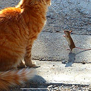 Caramel participe au concours pour gagner de l'argent avec cette photo : accessories, animal, anole, cat, city, gecko, kitten, lizard, pet, rat, reptile, road, rock, rodent, soil, strap, street, tarmac, urban, weasel