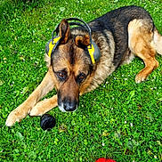 Lucky participe au concours pour gagner de l'argent avec cette photo : animal, canine, closeup, dog, earmuffs, ears, flower, german_shepherd, grass, grass_field, greenery, nature, outdoor, pet, playful, red_toy, relaxed, resting, summer, toy