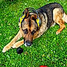 animal, canine, closeup, dog, earmuffs, ears, flower, german_shepherd, grass, grass_field, greenery, nature, outdoor, pet, playful, red_toy, relaxed, resting, summer, toy