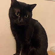Namy participe au concours pour gagner de l'argent avec cette photo : black_cat, box, cardboard, cat, closeup, curious, domestic_animal, ears, feline, fur, household, indoor, paws, pet, portrait, portrait_lighting, sitting, tail, whiskers, yellow_eyes