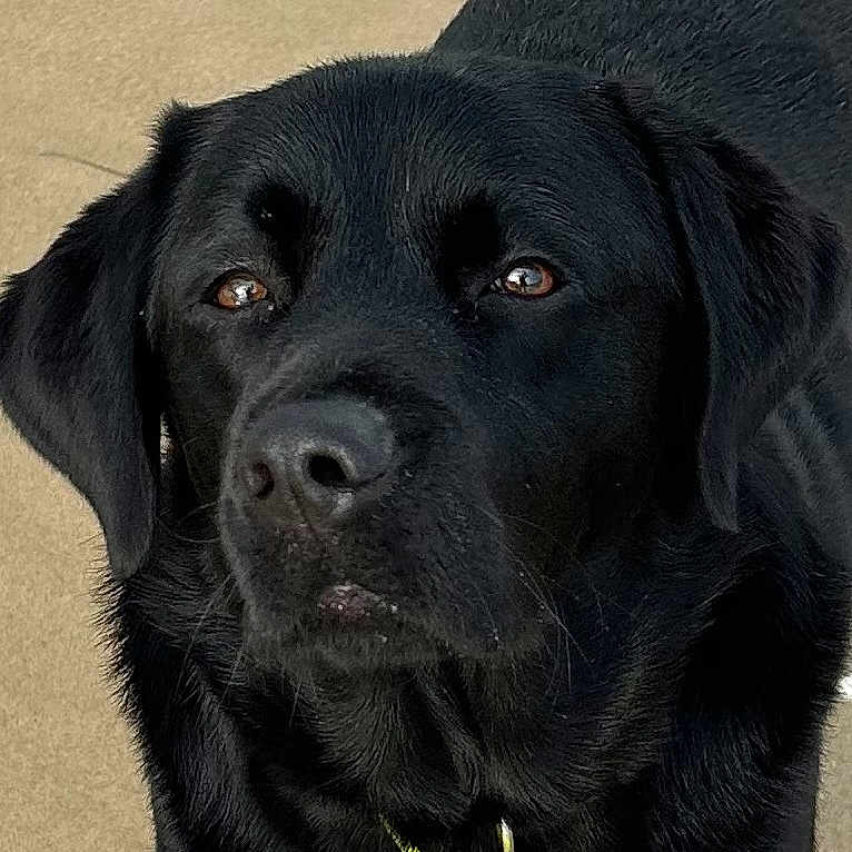 Uri a rejoint le concours — aidez-le/la à gagner de superbes lots ! alert, animal, beach, black_dog, canine, close_up, collar, companion, dog, friendly, fur, labrador, looking, mammal, nature, outdoor, pet, sand, standing, water