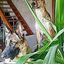 dog, indoor, plant, staircase, brown_dog, black_and_brown_dog, ears_up, alert, domestic, pet, houseplant, wooden_stairs, background, fur, canine, animal, looking_away, tongue_out, natural_light, room